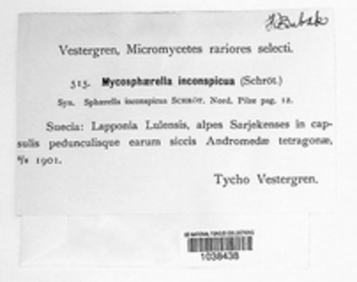 Mycosphaerella cassiopes image